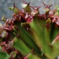/album/galeria-de-fotos/cactus-ou-ataque-dos-caracois-jpg/